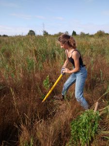 Une jeune bénévole arrachant un Baccharis